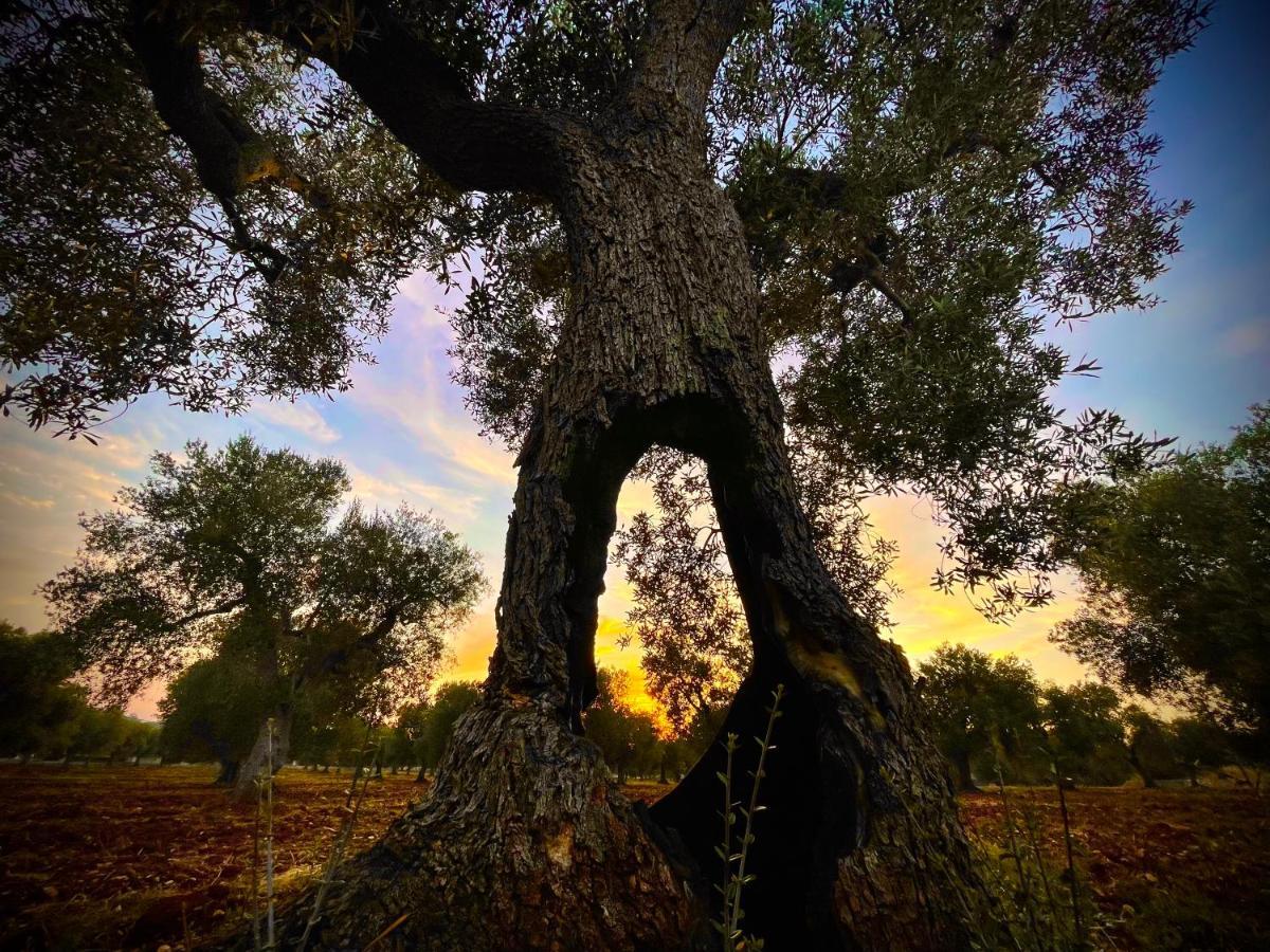 Antica Masseria Padresergio Esterno foto